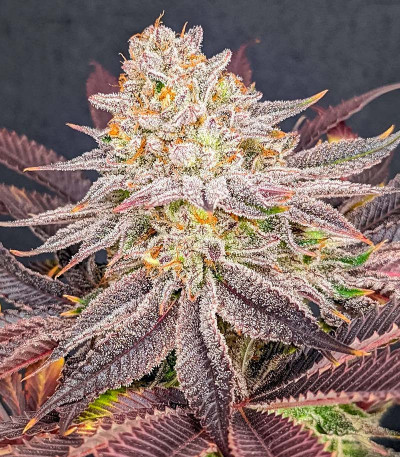 Семена сорта Lemon Orange fem (Green House Seeds)