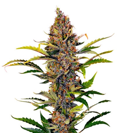 Семена сорта Grape Kong Auto fem от Семяныча