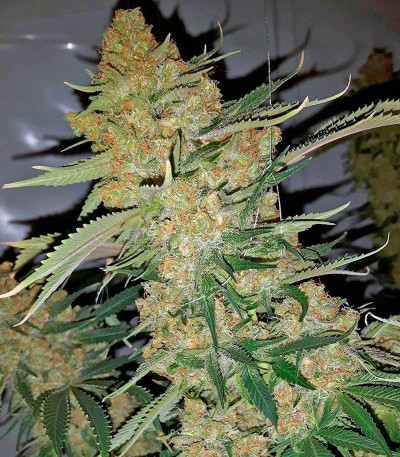 Семена сорта Bubble Gum fem (00 Seeds)