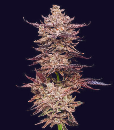 Семена сорта Frosted Fujis fem (Compound Genetics)