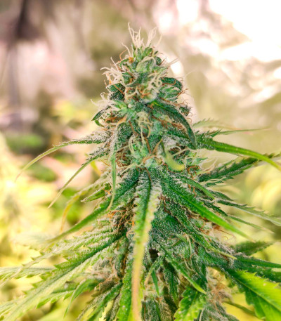 Семена сорта Pink Rozay fem (Original Sensible Seeds)