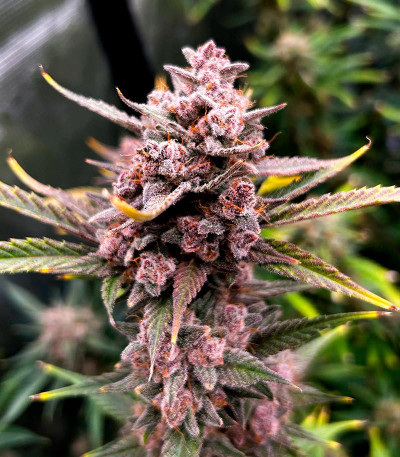 Семена сорта Ztrawberriez Auto fem (FastBuds)