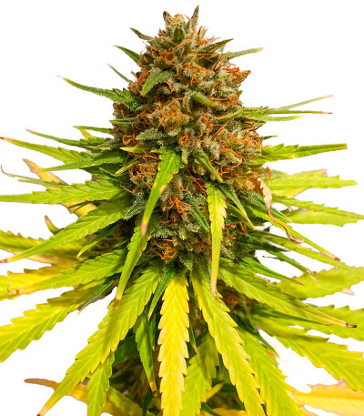 Семена сорта Pharaoh (Tutankhamon) fem (Семяныча)