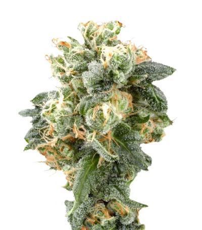 Семена сорта Industrial Plant fem