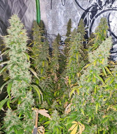 Семена сорта Auto CBD-Victory fem (Dutch Passion)