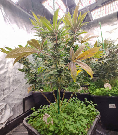 Семена сорта Blueberry fem (Dutch Passion)