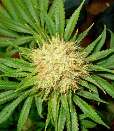 Семена сорта La Blanca fem