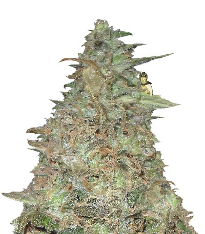 Семена сорта Melon Kali fem (KFC Seeds)