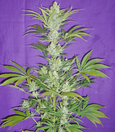 Семена сорта Black Widow fem (Семяныч)