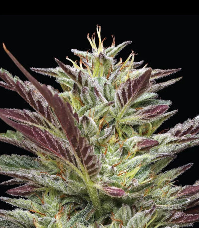 Семена сорта Notorious THC fem (Humboldt Seed Company)