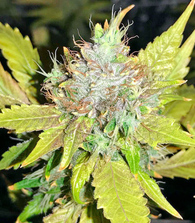 Семена сорта OG Kush (Dinafem Seeds)