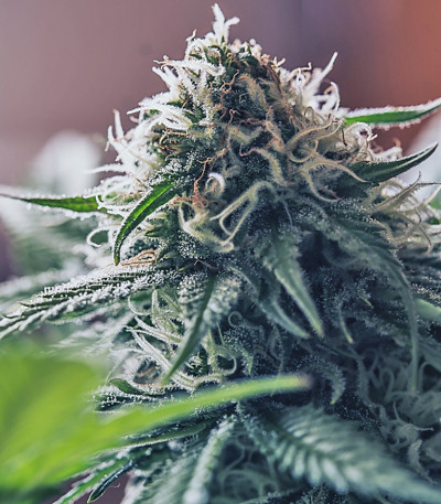 Семена конопли Outlaw 