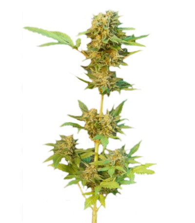 Семена сорта Flash Auto fem