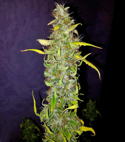 Семена сорта Anubis fem (Pyramid Seeds)