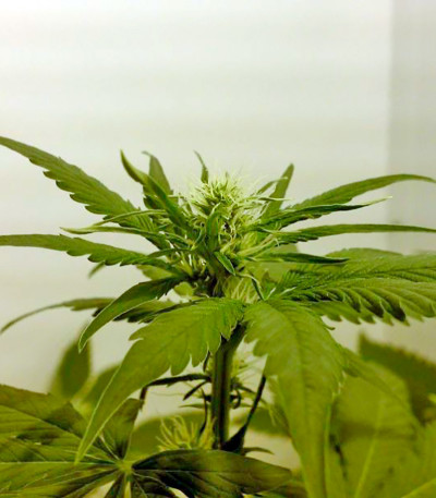 Семена сорта Big Band fem