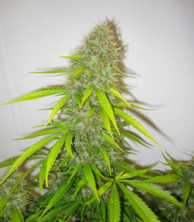 Семена сорта Critical Jack Herer fem (Delicious Seeds)