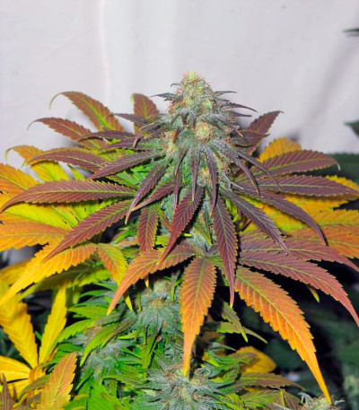 Семена сорта Californian Orange fem (Dutch Passion)