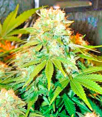 Семена сорта Pre-99 Big Bud fem