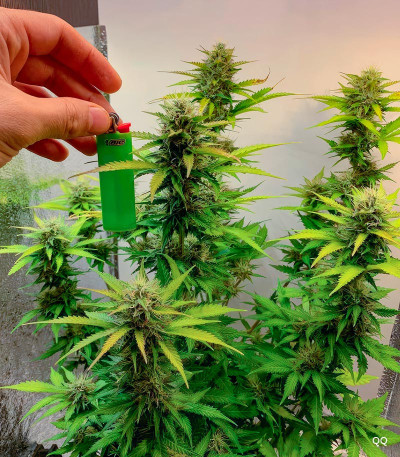 Семена сорта Auto Ak (Auto Ak 47) fem (Семяныч)