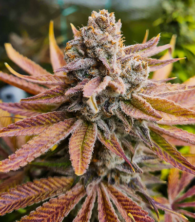 Семена сорта Kush Mintz fem (Barney's Farm)