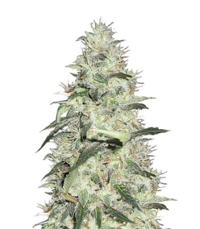 Семена сорта Sonic Bloom Auto fem (Dr. Krippling Seeds)