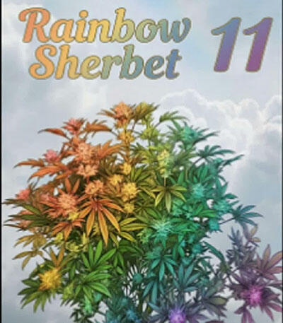 Семена сорта RS11 fem (7CH American)