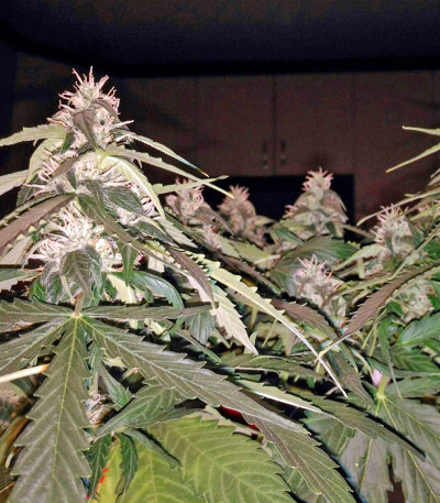 Семена сорта Fruit Punch Auto fem (Heavyweight Seeds)