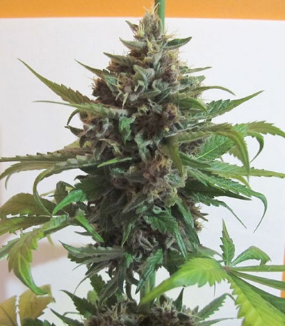 Семена сорта Mendocino Purple Kush fem