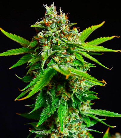 Семена сорта Peanut Butter OGKB fem (Original Sensible Seeds)