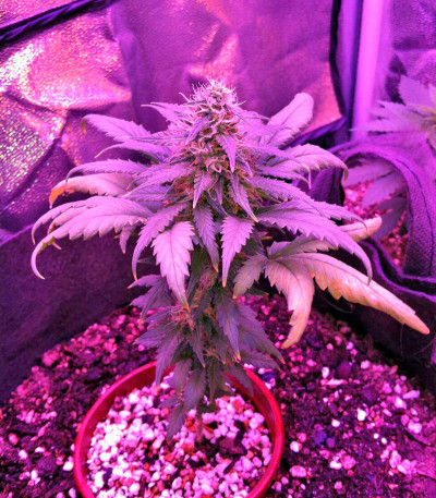 Семена сорта Amnesia fem (World of Seeds)