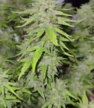 Семена сорта Ogre Auto fem (Doctor’s Choice)