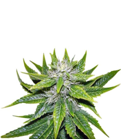 Семена сорта Chemdog fem (Green House Seeds)