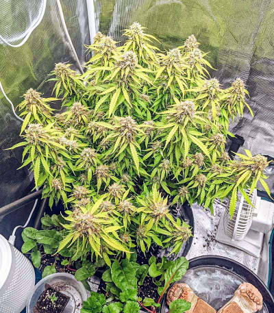 Семена сорта Gorilla Glue Auto fem