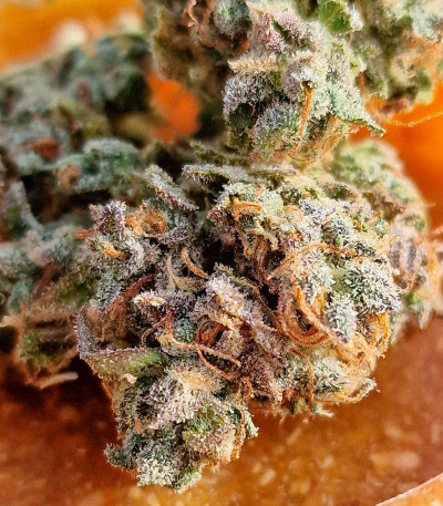 Семена сорта Purple Punch OG XL Auto fem (Sweet Seeds)