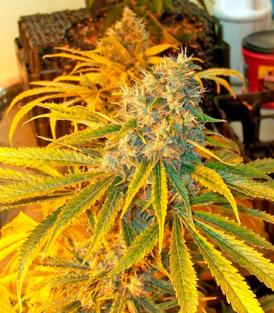 Семена сорта Yumbolt 47 fem (World of Seeds)