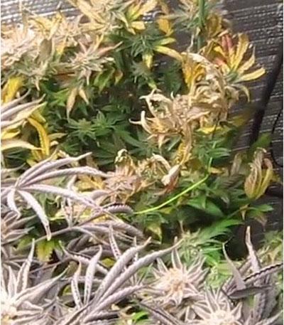 Семена сорта Skunky Monkey Auto fem (Heavyweight Seeds)