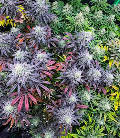 Семена сорта Zkittlez × Gorilla Glue fem (7CH Seeds & Cali Buds Seeds)