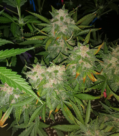 Семена сорта Auto Kryptonite fem (Pyramid Seeds)