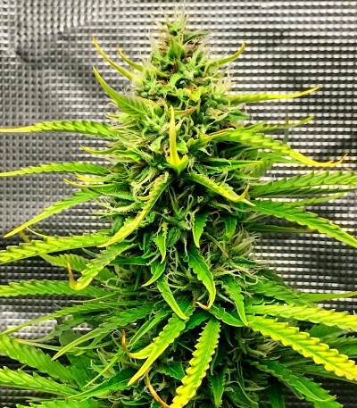 Семена сорта Wedding Cake fem (Семяныч)