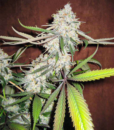 Семена сорта Blackberry Moonrocks fem (AlphaFem Seeds)