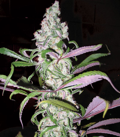 Семена сорта Blueberry X fem (Семяныч)