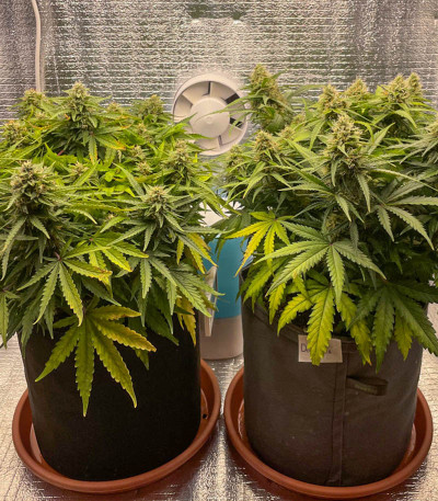 Семена сорта Dos-Vi-Dos Auto fem (Семяныч)