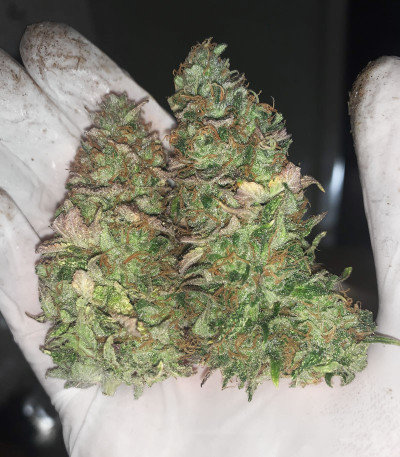 Семена сорта Purple Punch fem (Barney's Farm)