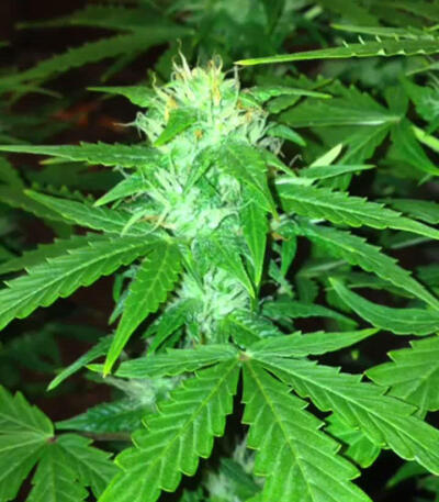 Семена сорта Auto Northern Lights fem (Pyramid Seeds)