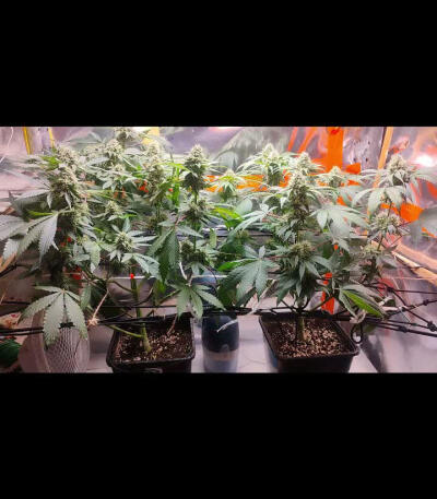 Семена сорта Cookies Gelato fem (Royal Queen Seeds)