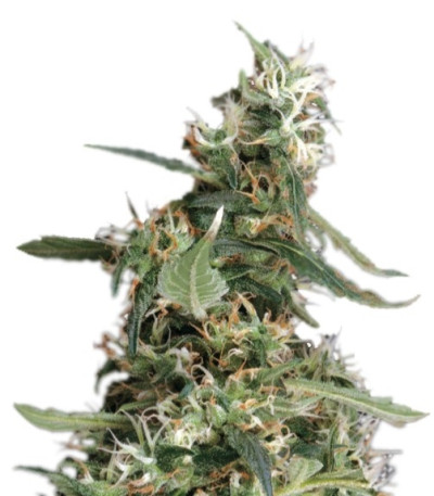 Семена Arjan's Ultra Haze #1 шишки