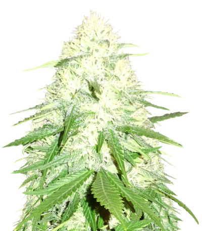 Семена сорта Green Mango Kush fem (Sumo Seeds)