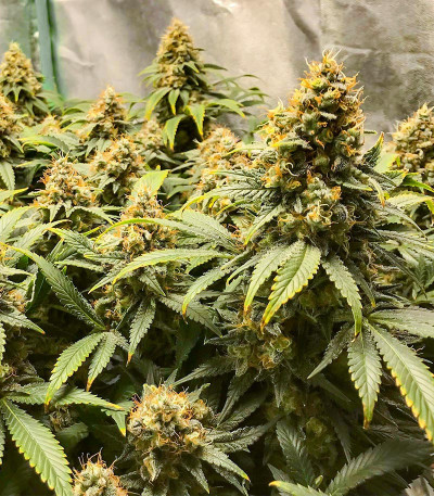 Семена сорта Blueberry OG fem (AlphaFem Seeds)