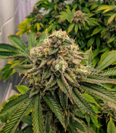 Семена сорта Gorilla Glue × Lemon Haze (7CH Seeds & Cali Buds Seeds)