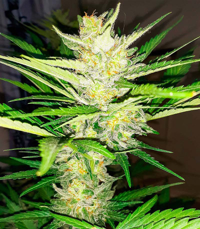 Семена сорта Pineapple Glue fem (Advanced Seeds)